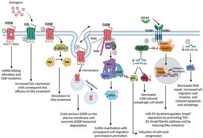 Frontiers Resistance to Dopamine Agonists in Pituitary Tumors